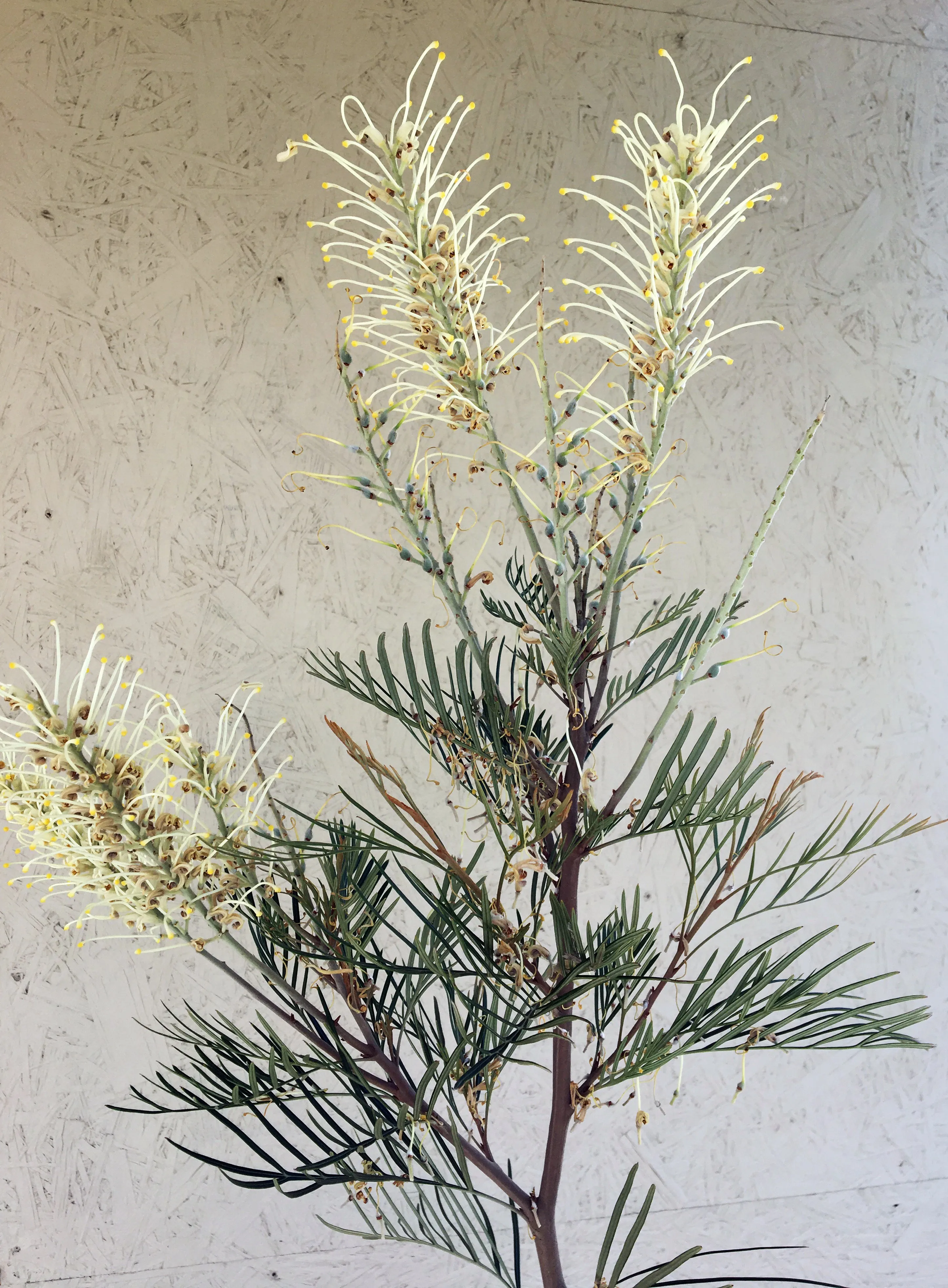 Grevillea 'Moonlight'