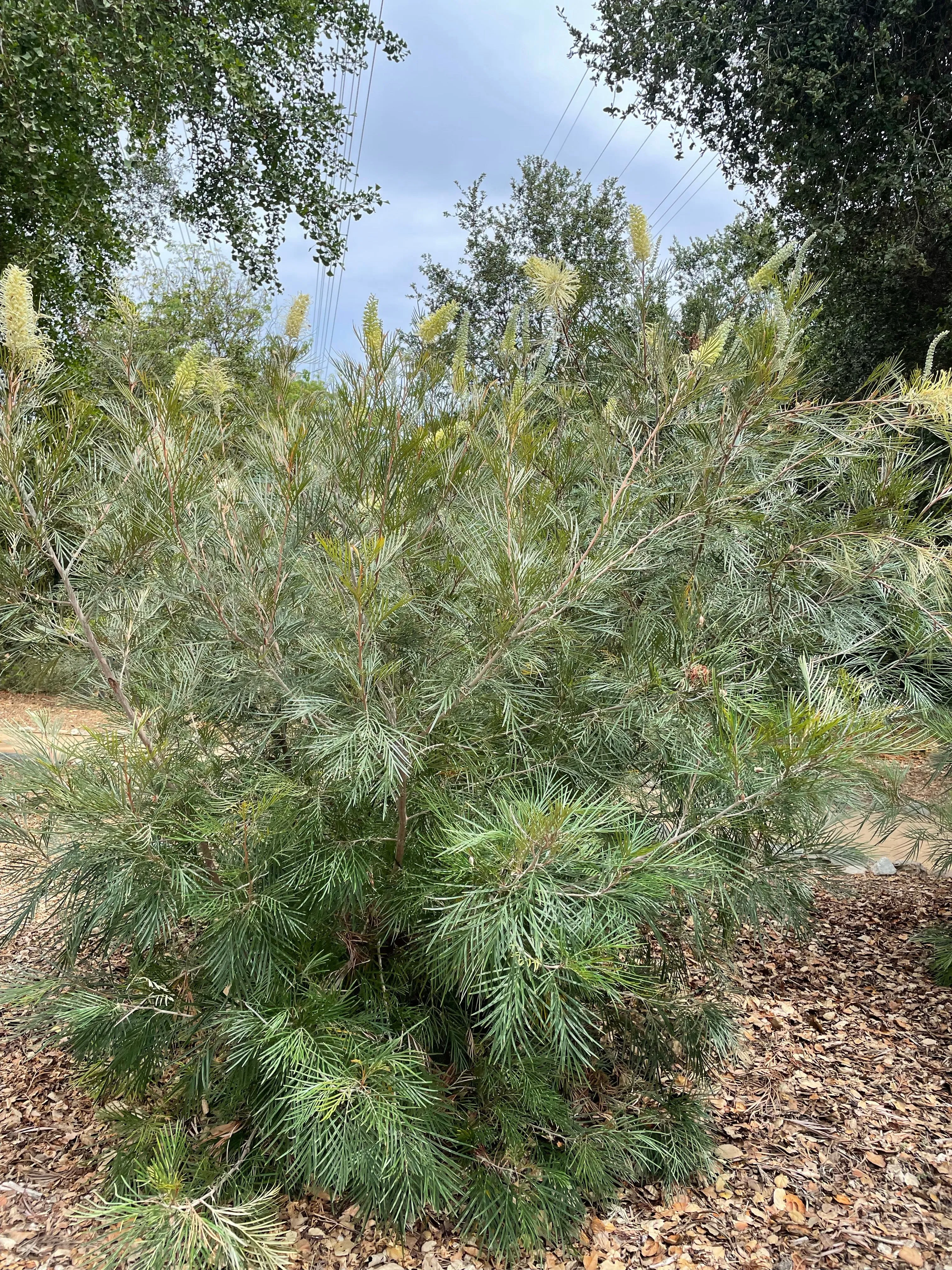 Grevillea 'Moonlight'