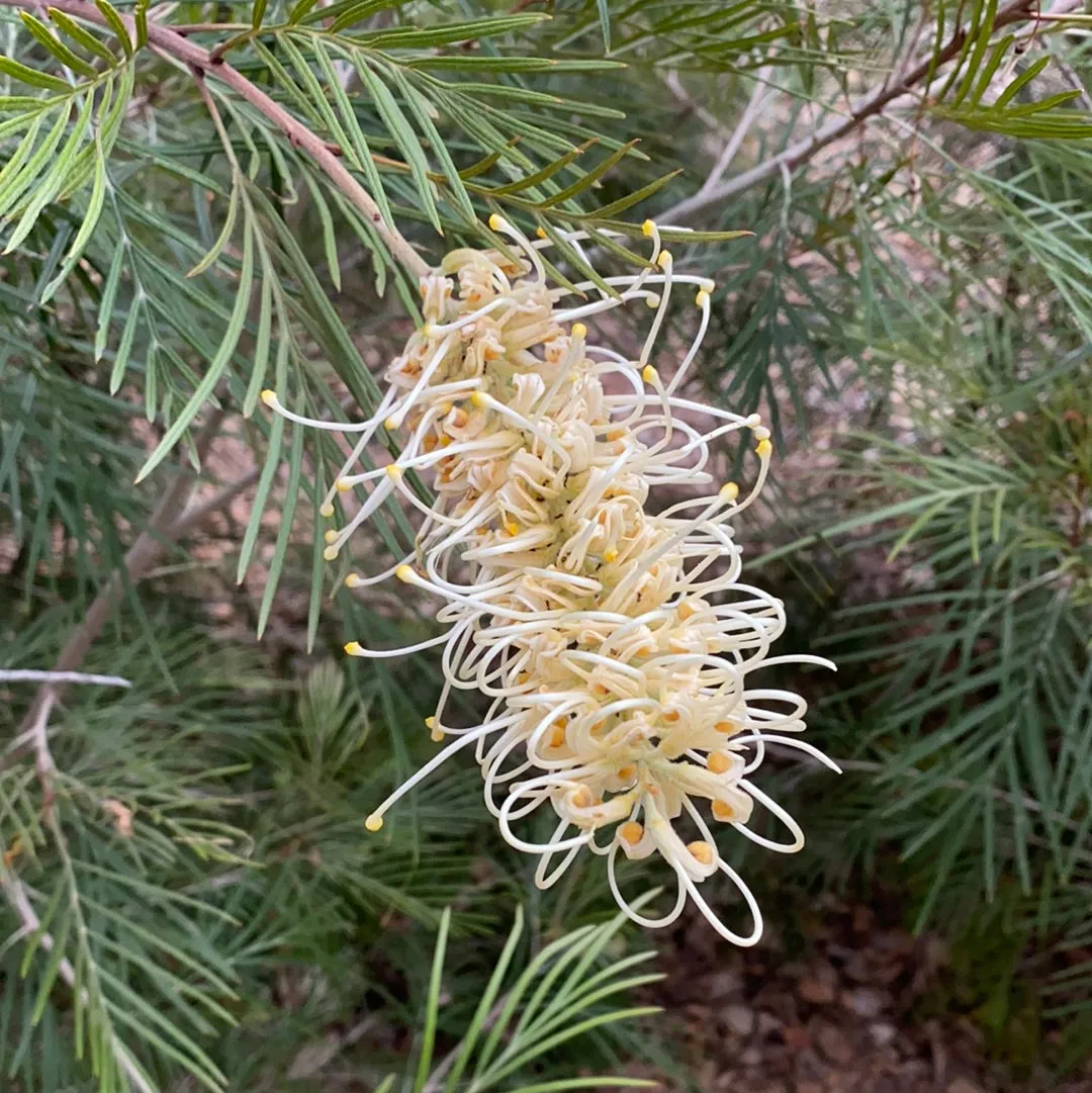 Grevillea 'Moonlight'