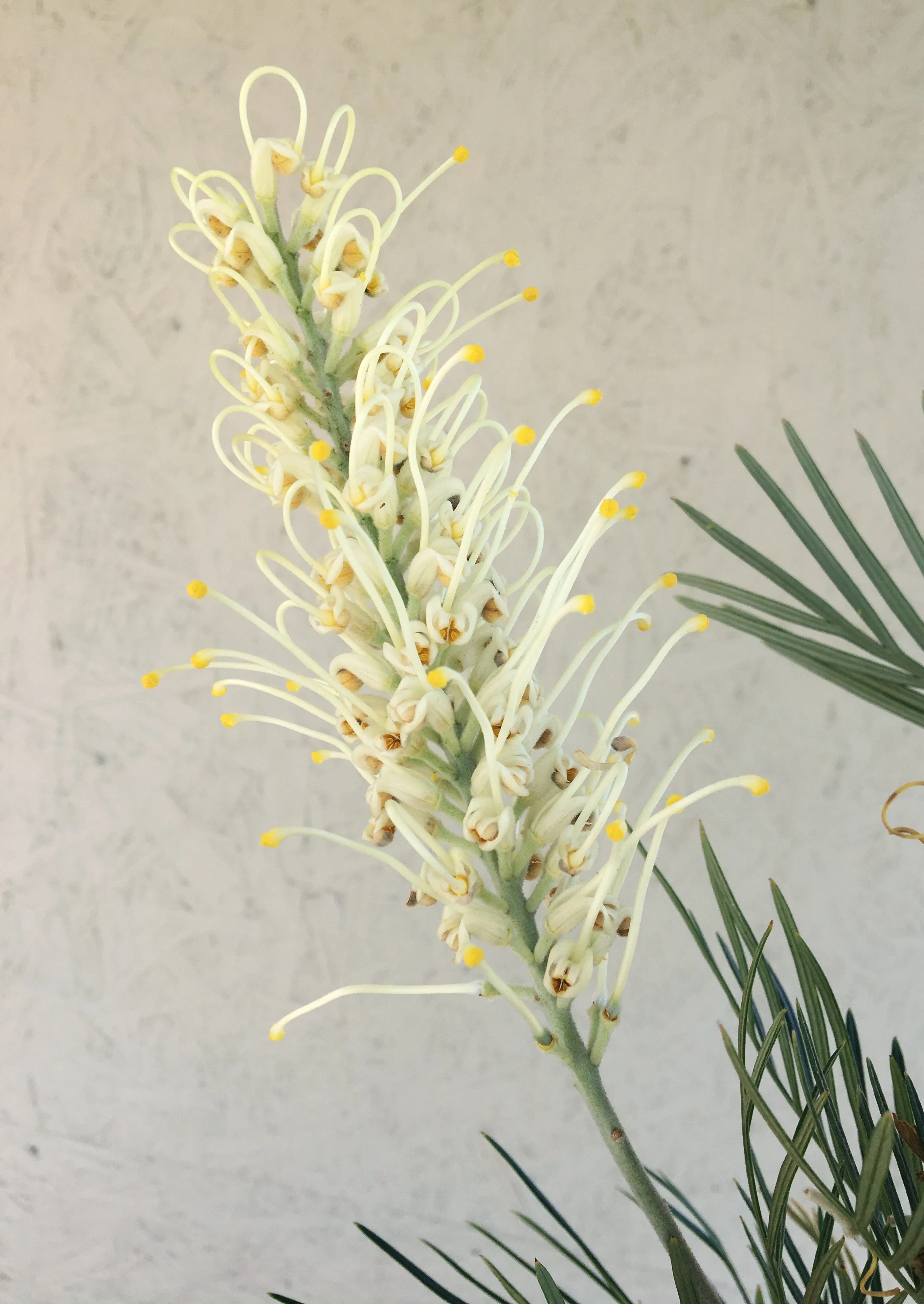 Grevillea 'Moonlight'