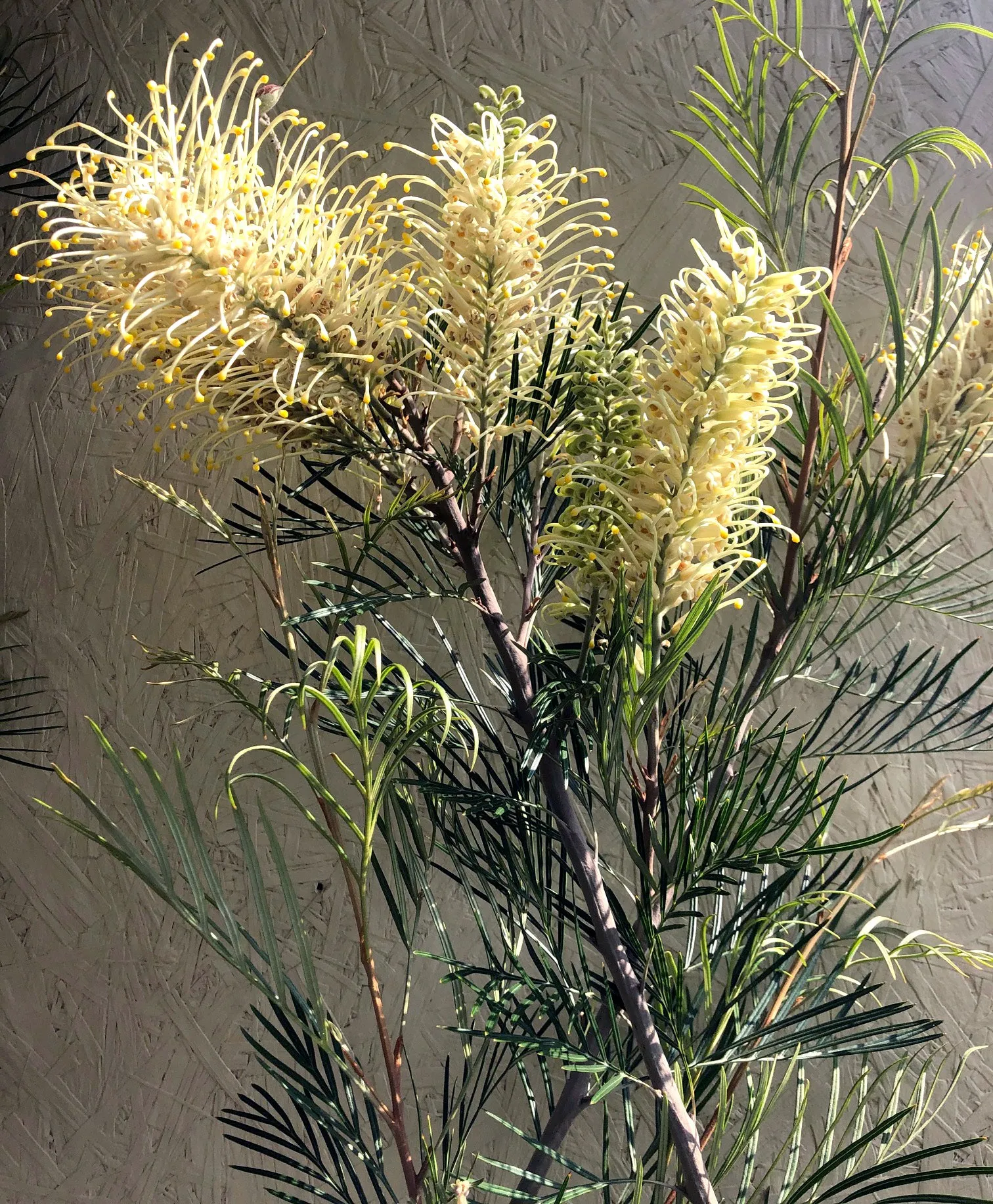 Grevillea 'Moonlight'