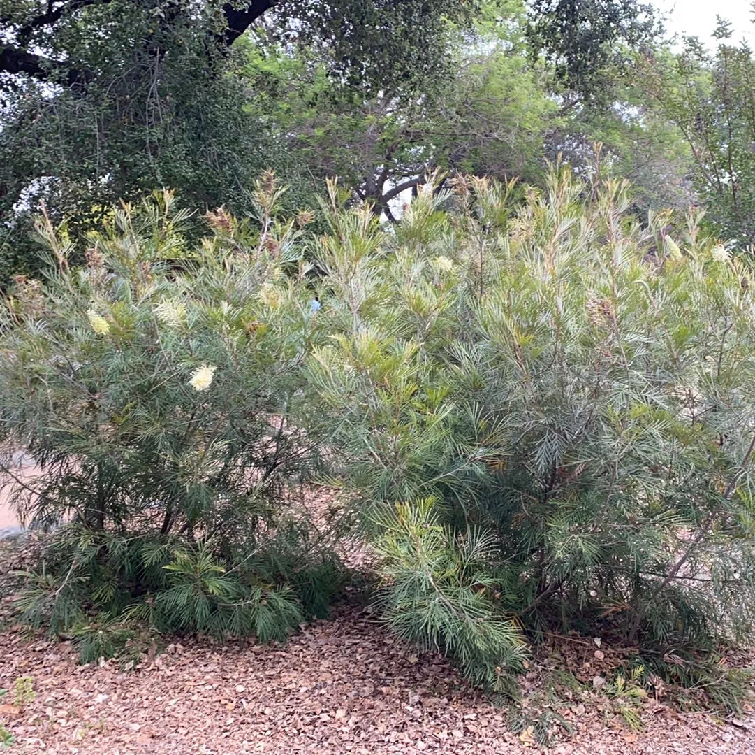 Grevillea 'Moonlight'