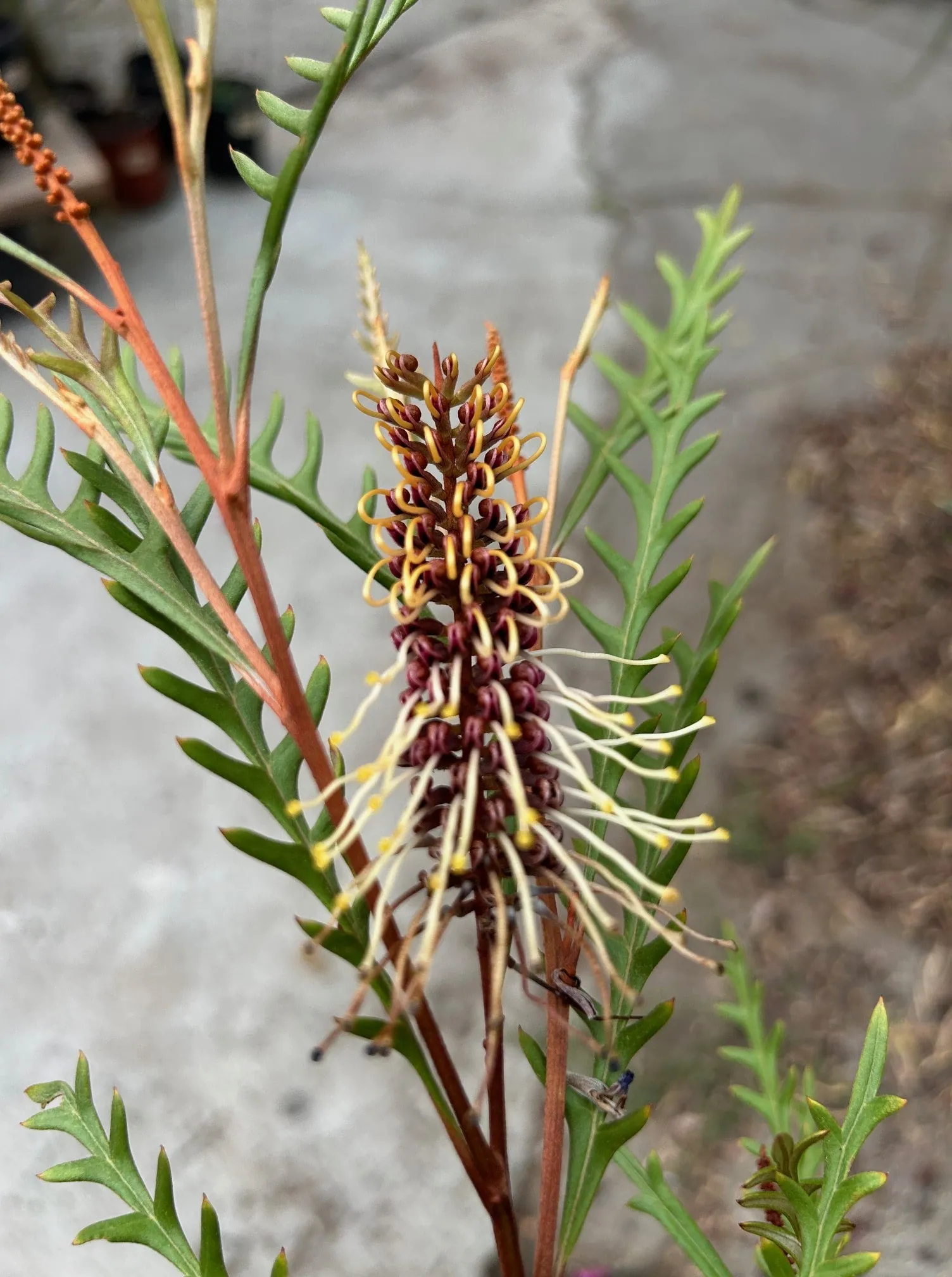 Grevillea 'Poorinda Blondie'