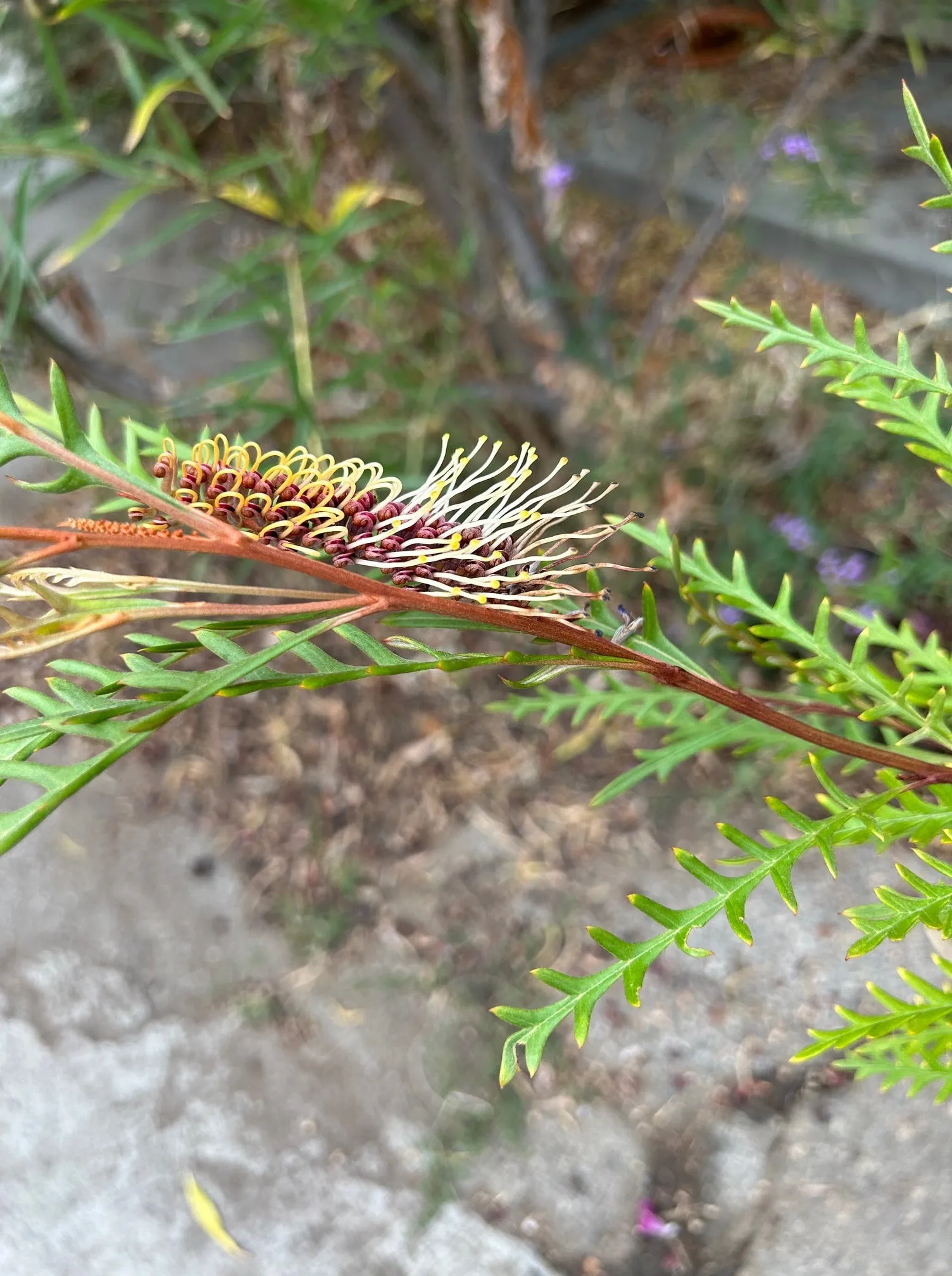 Grevillea 'Poorinda Blondie'