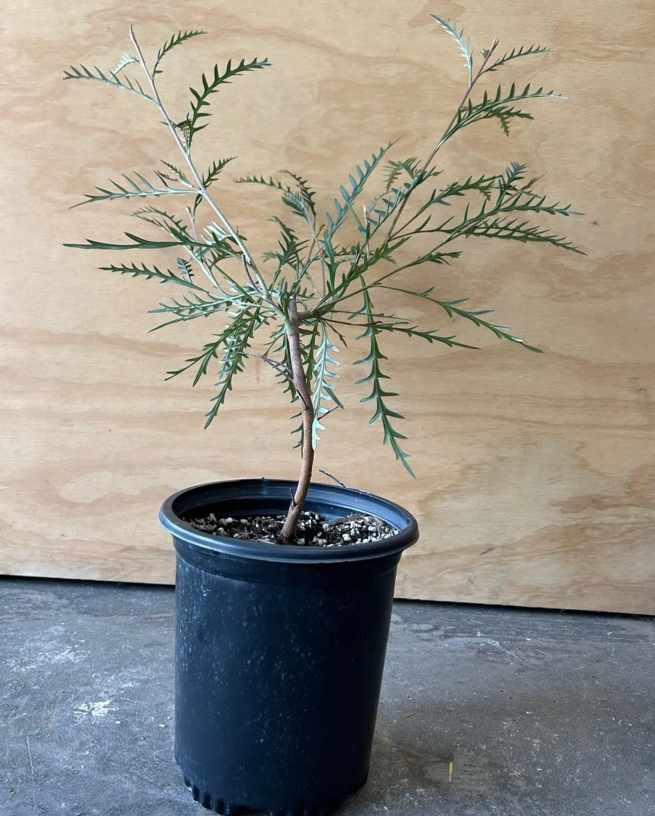 Grevillea 'Poorinda Blondie'