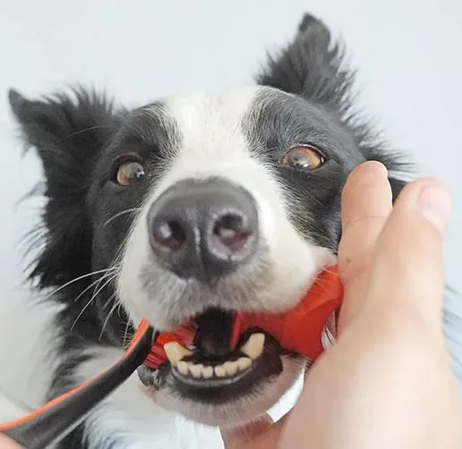 Paw Ready - Bite Block - Teeth Brushing Aid