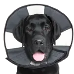 ZenDog Zen Cone